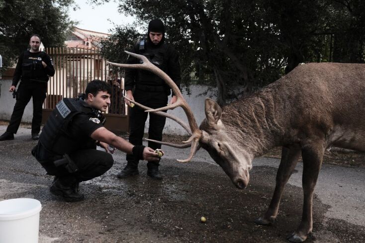 Η συγκινητική στιγμή που αστυνομικοί φροντίζουν ελάφι