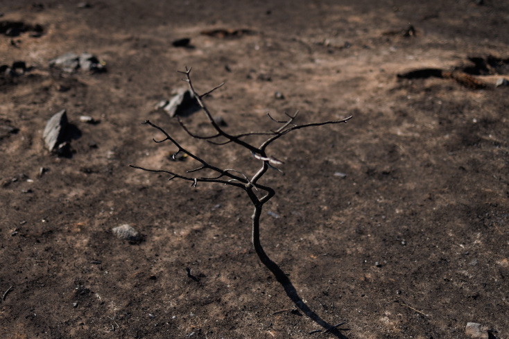 Καμένο δεντράκι στον Έβρο