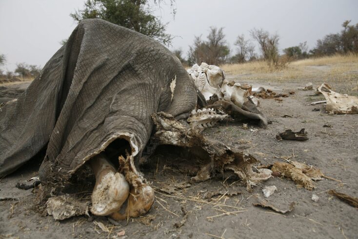 Ένα από τα πτώματα ελέφαντα που βρέθηκαν στο Εθνικό Πάρκο Hwange
