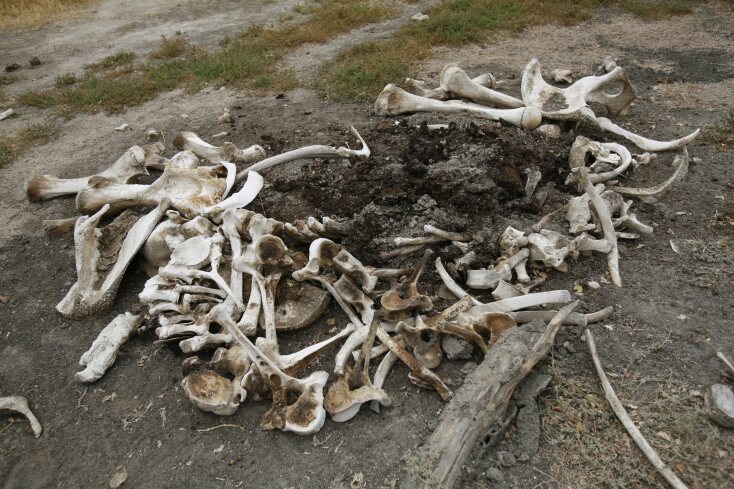 Κόκκαλα ελέφαντα