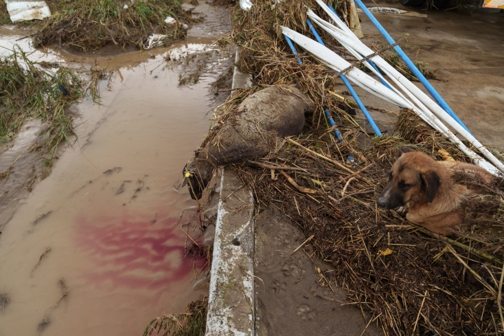 Υποφέρουν και τα ζώα από τις πλημμύρες στη Λάρισα