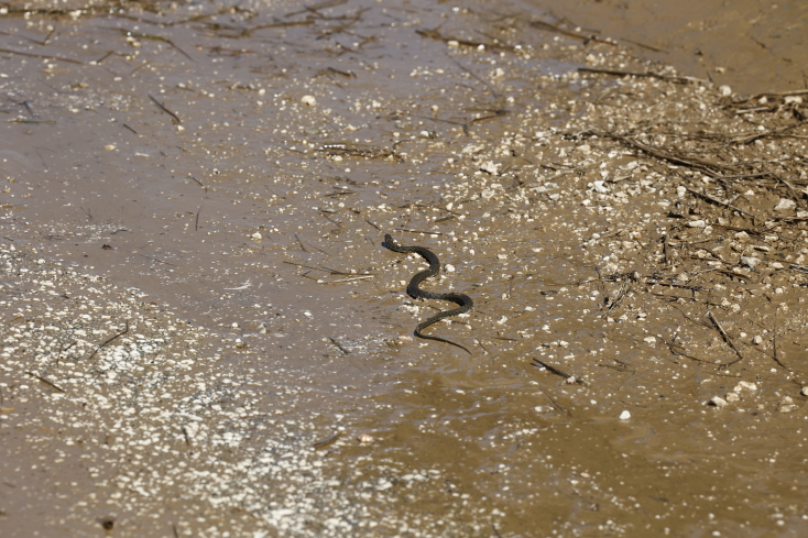 Φίδι στο Ψαθοχώρι