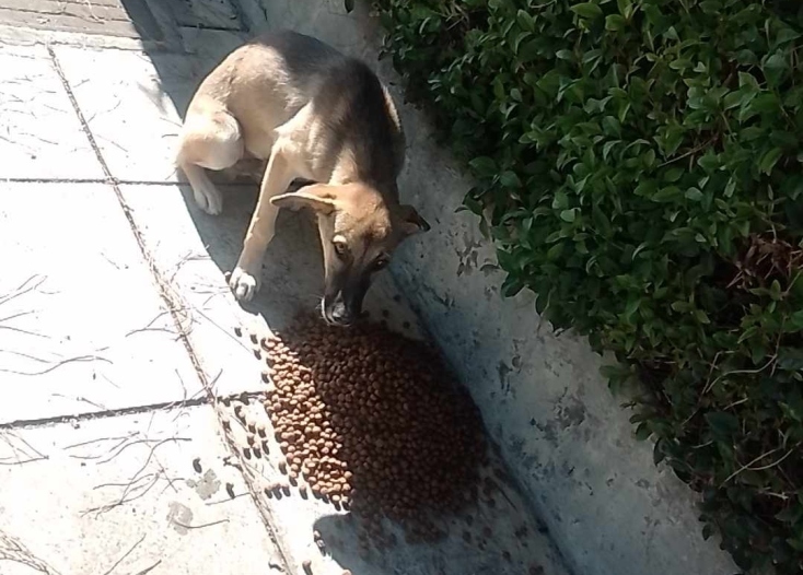 Το Φιλοζωικό Σωματείο της Λάρισας ταΐζει τα αδέσποτα από τις πλημμύρες