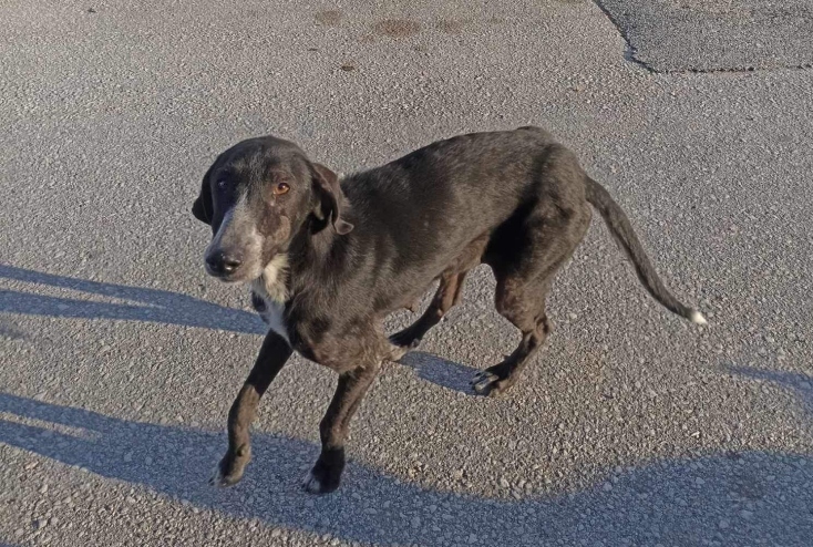 Το Φιλοζωικό Σωματείο της Λάρισας ταΐζει τα αδέσποτα από τις πλημμύρες