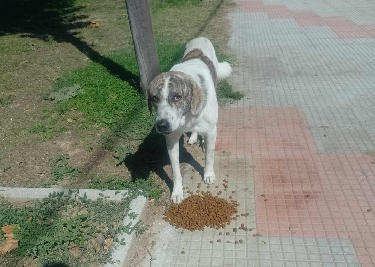 Το Φιλοζωικό Σωματείο της Λάρισας ταΐζει τα αδέσποτα από τις πλημμύρες