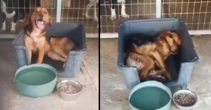 Ο Νόμος για τα ζώα συντροφιάς και η έκθεση του ελεγκτικού συνεδρίου