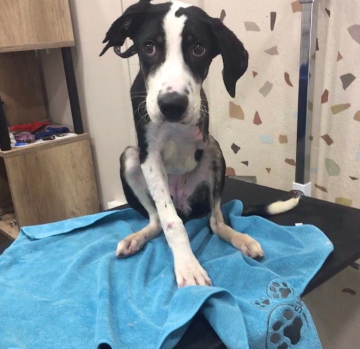 Ο Νόμος για τα ζώα συντροφιάς και η έκθεση του ελεγκτικού συνεδρίου