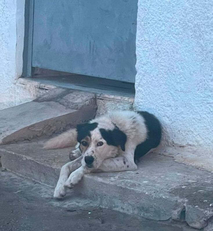 Ο Νόμος για τα ζώα συντροφιάς και η έκθεση του ελεγκτικού συνεδρίου