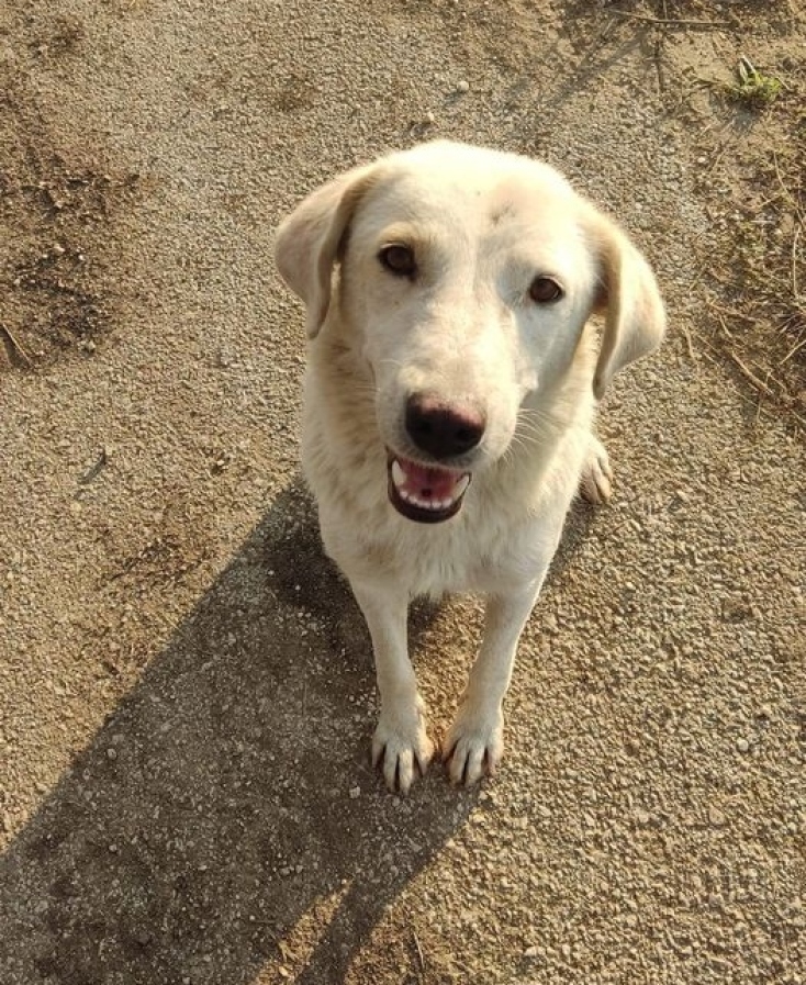 Ο Νόμος για τα ζώα συντροφιάς και η έκθεση του ελεγκτικού συνεδρίου