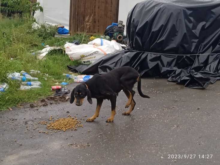 Ο Νόμος για τα ζώα συντροφιάς και η έκθεση του ελεγκτικού συνεδρίου