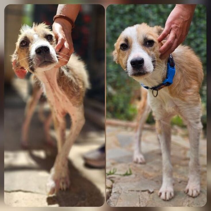 Ο Νόμος για τα ζώα συντροφιάς και η έκθεση του ελεγκτικού συνεδρίου