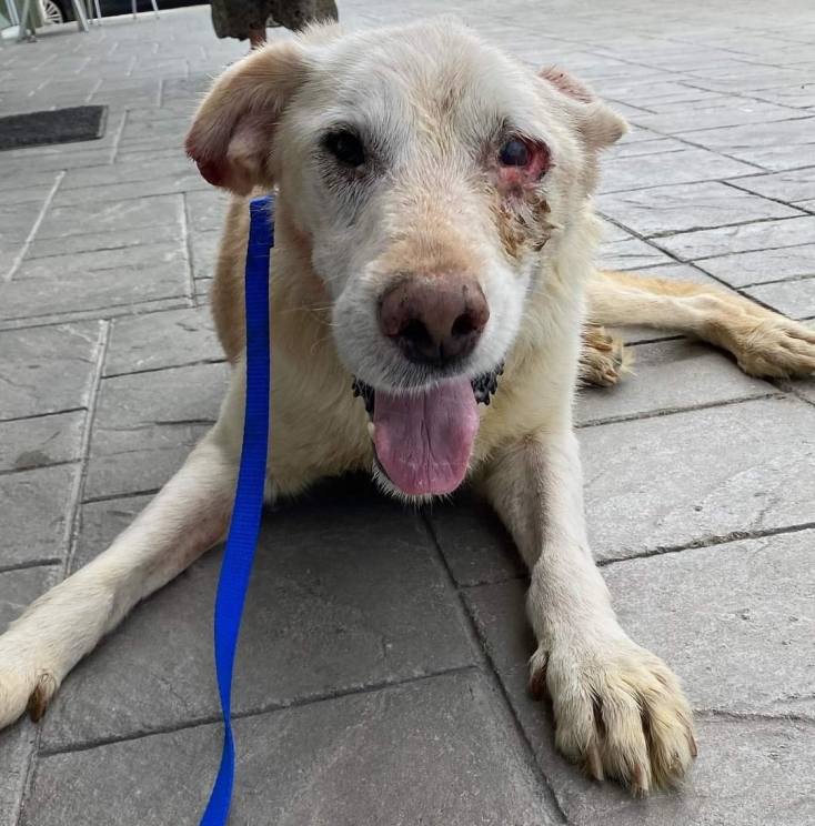 Ο Νόμος για τα ζώα συντροφιάς και η έκθεση του ελεγκτικού συνεδρίου