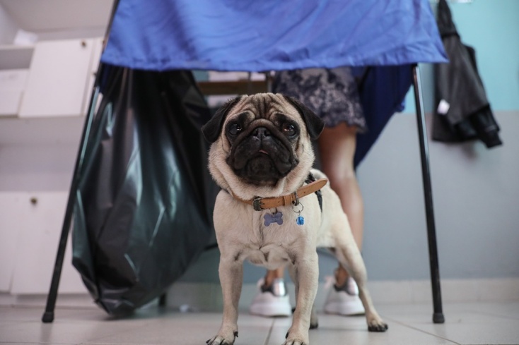 Ζωάκι αναμένει κάτω από το παραβάν σε εκλογικό τμήμα