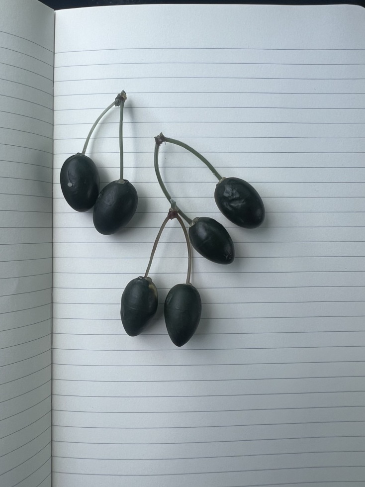 Τσιπάκια με όψη ελαιοκάρπου για την προστασία από κλοπές