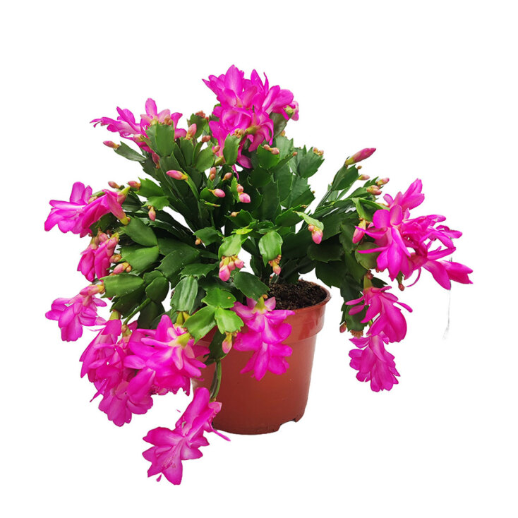 Κάκτος των Χριστουγέννων ή «Υπομονή»