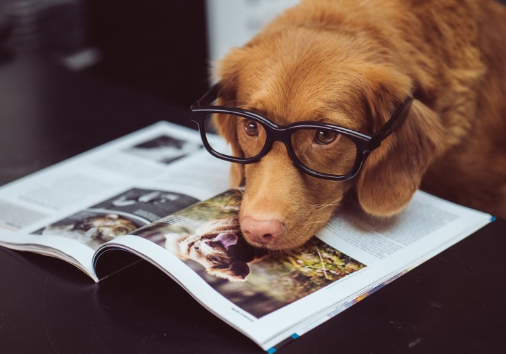 6 νέα ενδιαφέροντα πράγματα που μάθαμε για τις γάτες και τους σκύλους μέσα στο 2023 Ποιο από τα δύο κατοικίδια είναι «τέλειο»; Η επιστήμη έδωσε την απάντηση