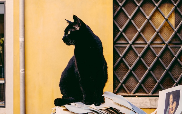 6 νέα ενδιαφέροντα πράγματα που μάθαμε για τις γάτες και τους σκύλους μέσα στο 2023 Ποιο από τα δύο κατοικίδια είναι «τέλειο»; Η επιστήμη έδωσε την απάντηση