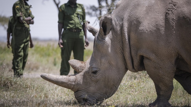 Μέσω τεχνητής γονιμοποίησης θα διασωθούν οι δύο τελευταίοι βόρειοι λευκοί ρινόκεροι