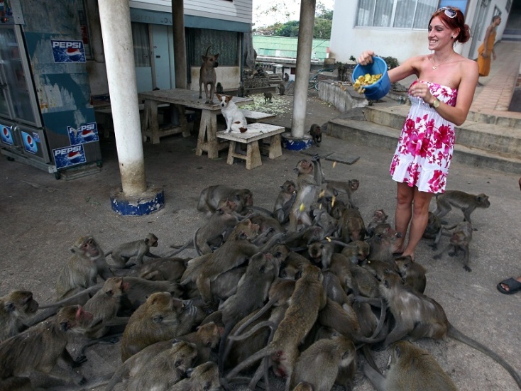 Ταϊλάνδη: Επιδρομή μαϊμούδων στη πόλη Λοπμπούρι - Τρομοκρατημένοι οι κάτοικοι