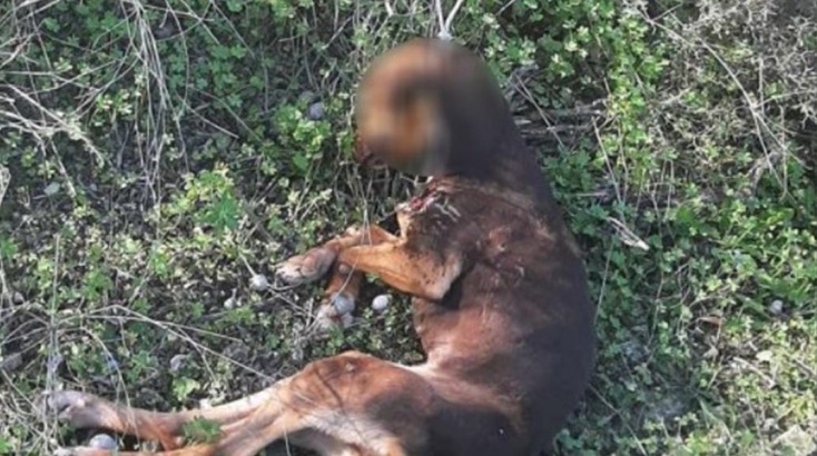 Κτηνωδία στην Κρήτη: Σκυλάκι βρέθηκε κρεμασμένο σε χωριό του Ηρακλείου