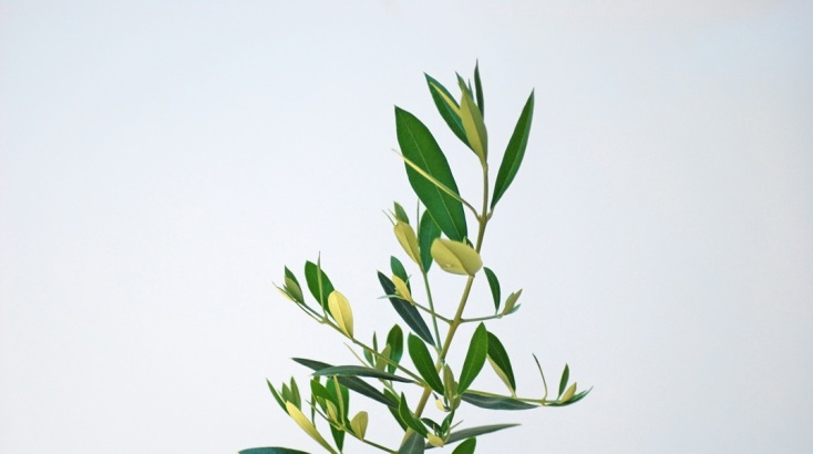 Ελιά-Σύμβολο Ειρήνης