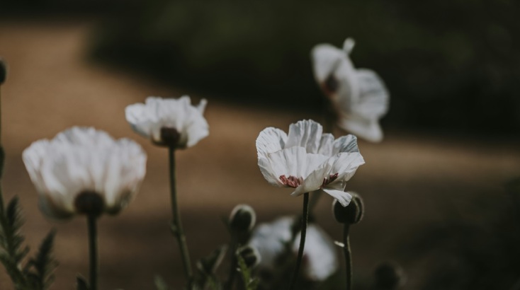Λευκή παπαρούνα 