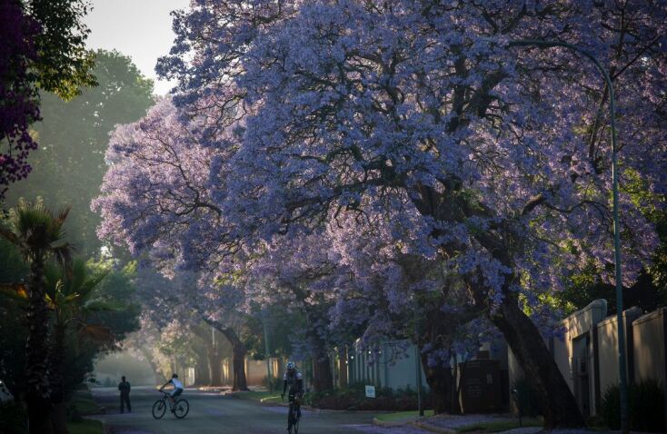 Μεξικό: Ανησυχία για την πρώιμη ανθοφορία της τζακαράντας
