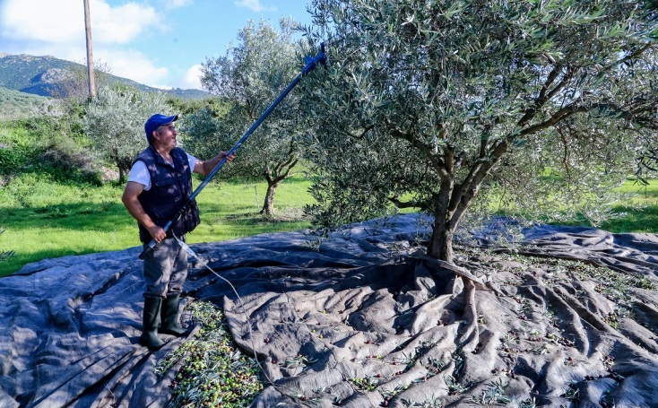 Eurostat: Tον Ιανουάριο, η τιμή του ελαιολάδου στην Ε.Ε ήταν 50% υψηλότερη από τον αντίστοιχο του 2023