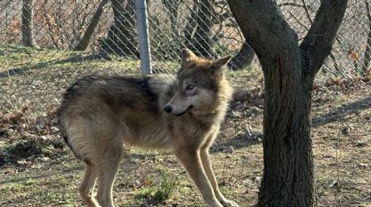 Στο καταφύγιο του «Αρκτούρου» δύο λύκαινες που είχαν αιχμαλωτιστεί στην Ουκρανία