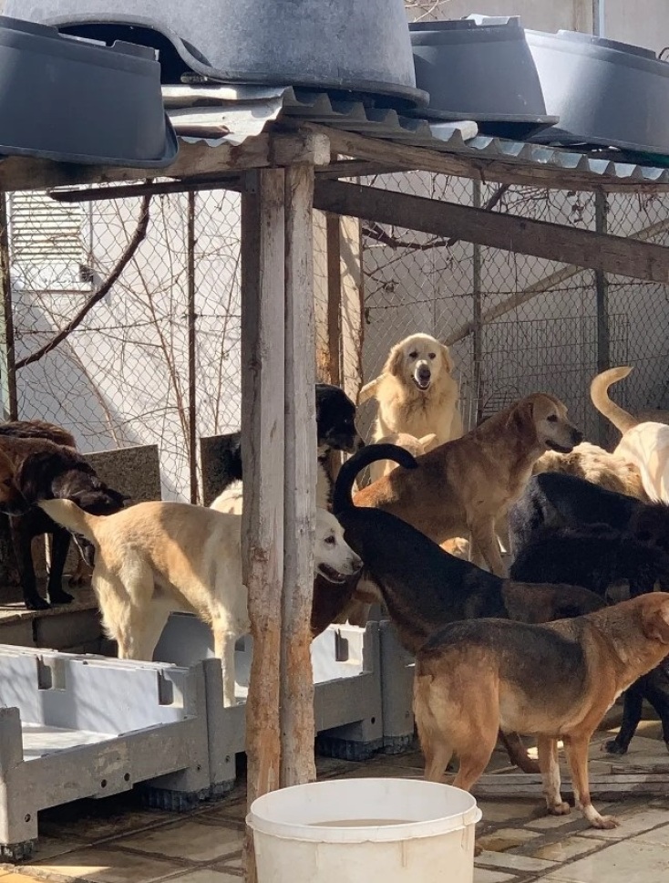 Γυναίκα φιλοξενούσε 94 σκυλιά στην αυλή του σπιτιού της σε άθλιες συνθήκες 