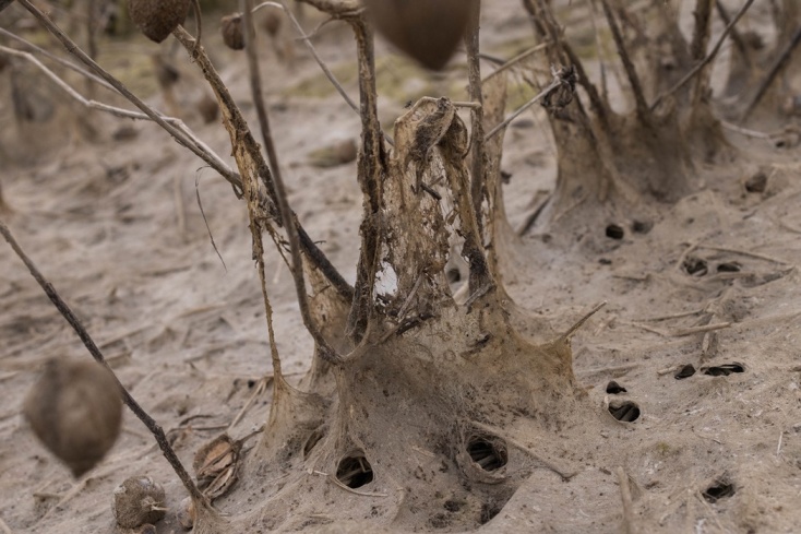 Η κατάσταση των καλλιεργειών επτά μήνες μετά τις πλημμύρες στη Λίμνη Κάρλα