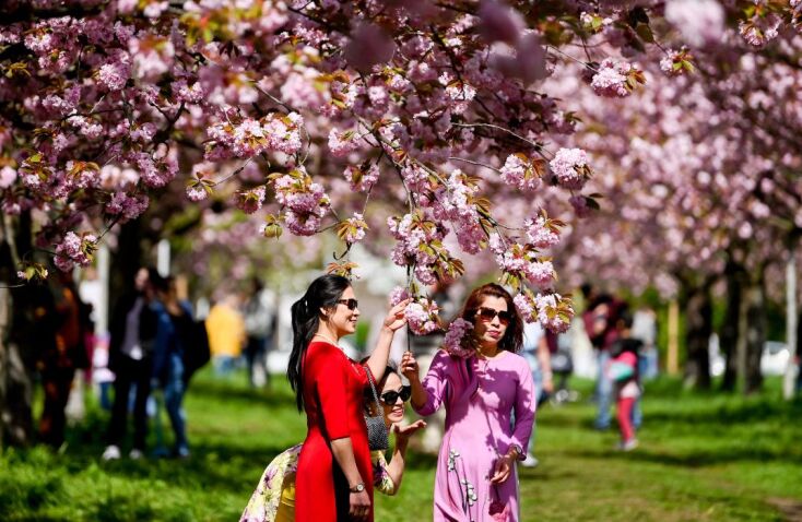 Μοναδικό θέαμα στο Τόκιο με τις κερασιές σε πλήρη ανθοφορία