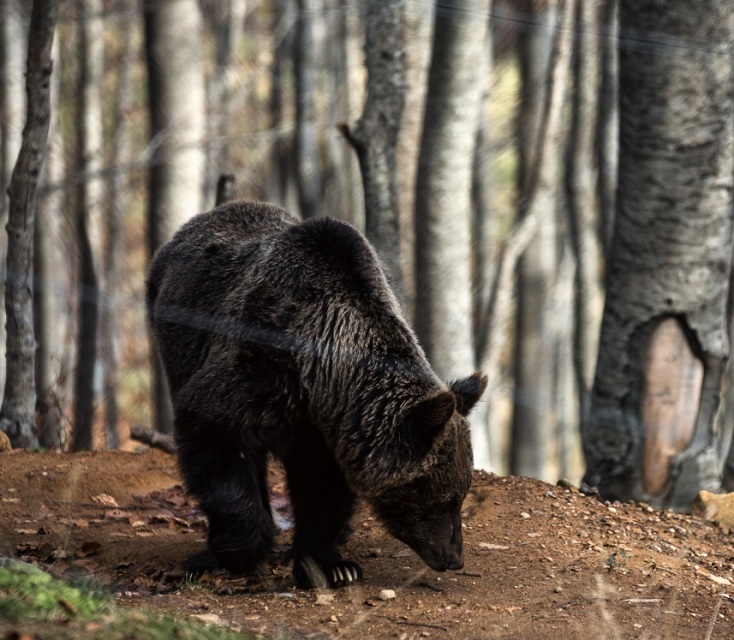 Γρεβενά: Ακόμα μια αρκούδα νεκρή από δηλητηριασμένα δολώματα