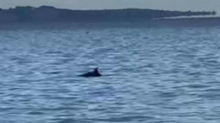 Θεσσαλονίκη: Δελφίνια έκαναν την εμφάνισή τους στο Θερμαϊκό Κόλπο