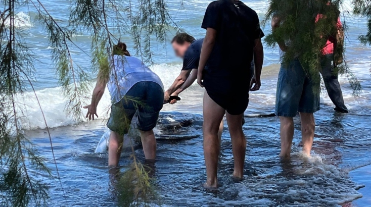 Δελφίνι στο Ναύπλιο