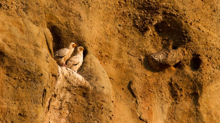Ορνιθολογική ζευγάρι 