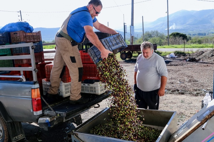αγροτες, ελιες, φορτηγο, κασελες