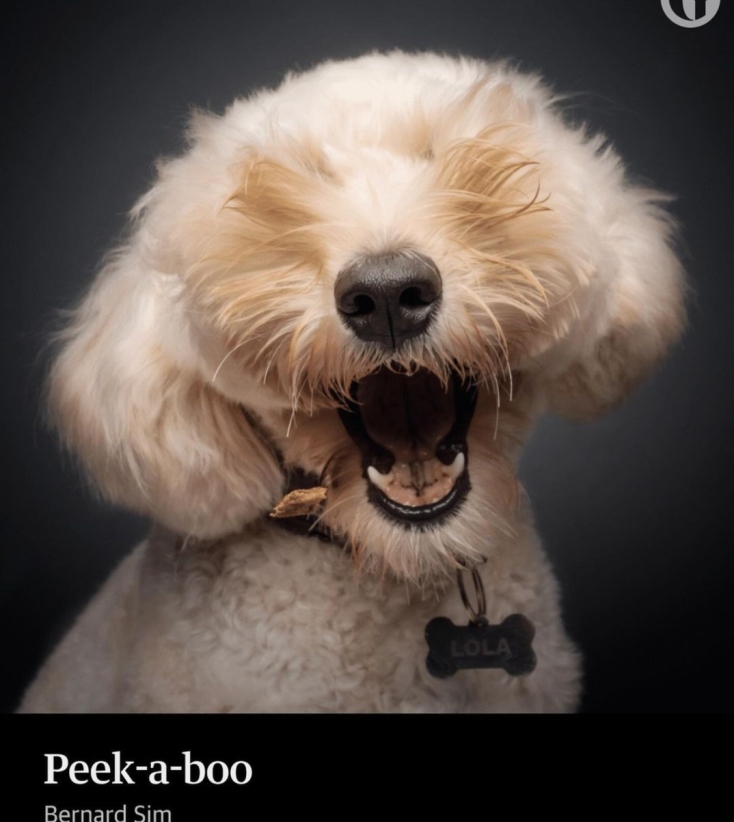 Comedy Pets Photography Awards 