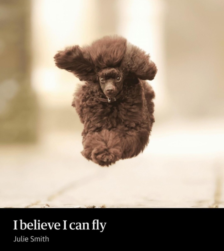 Comedy Pets Photography Awards