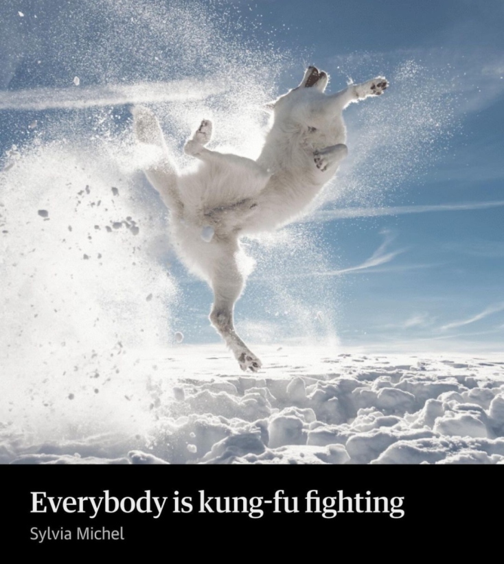 Comedy Pets Photography Awards 