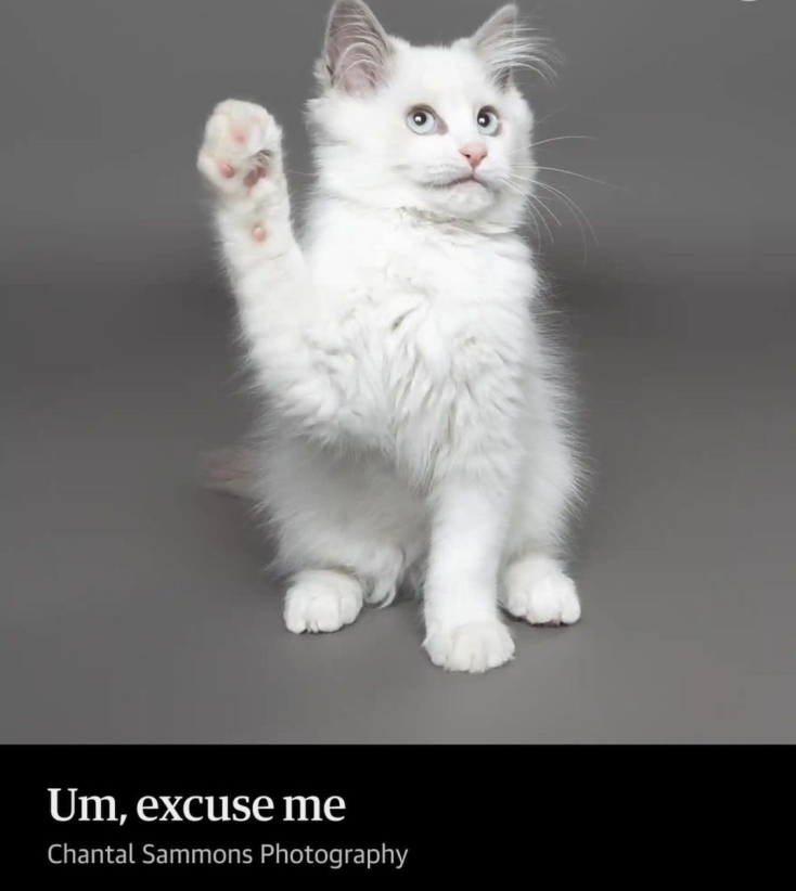 Comedy Pets Photography Awards 