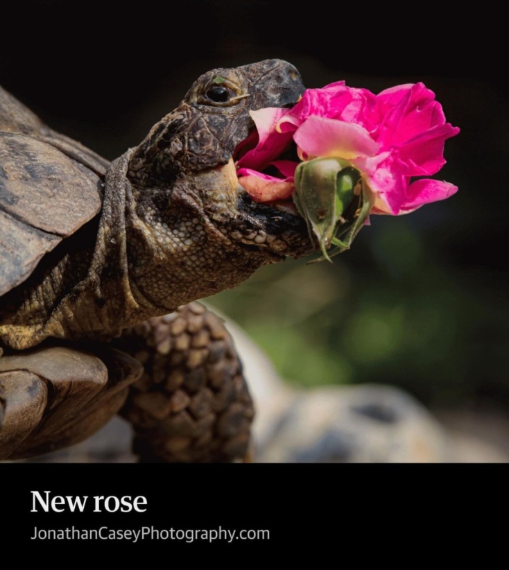 Comedy Pets Photography Awards 