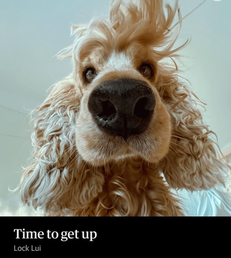 Comedy Pets Photography Awards 