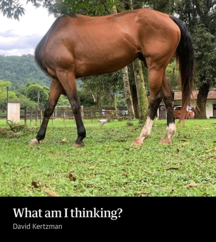 Comedy Pets Photography Awards 