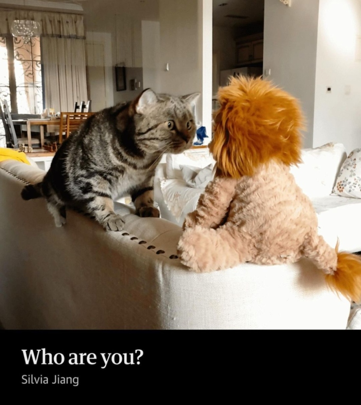 Comedy Pets Photography Awards 