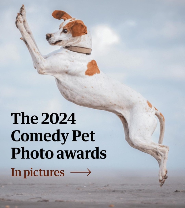 Comedy Pets Photography Awards 