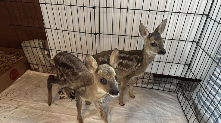 Θεσσαλονίκη: Τραυματισμένα και ορφανά ζαρκαδάκια έλαβαν φροντίδα