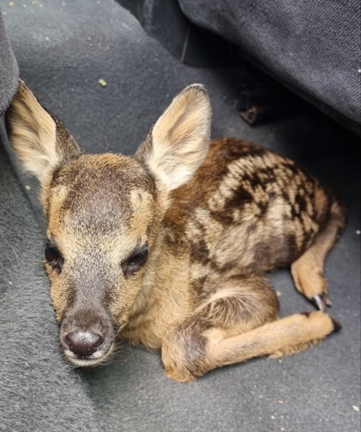Θεσσαλονίκη: Τραυματισμένα και ορφανά ζαρκαδάκια έλαβαν φροντίδα