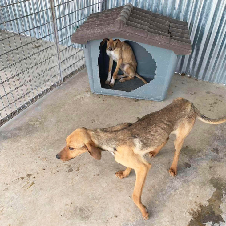 Σκελετωμένα σκυλιά στο κυνοκομείο Τρίπολης