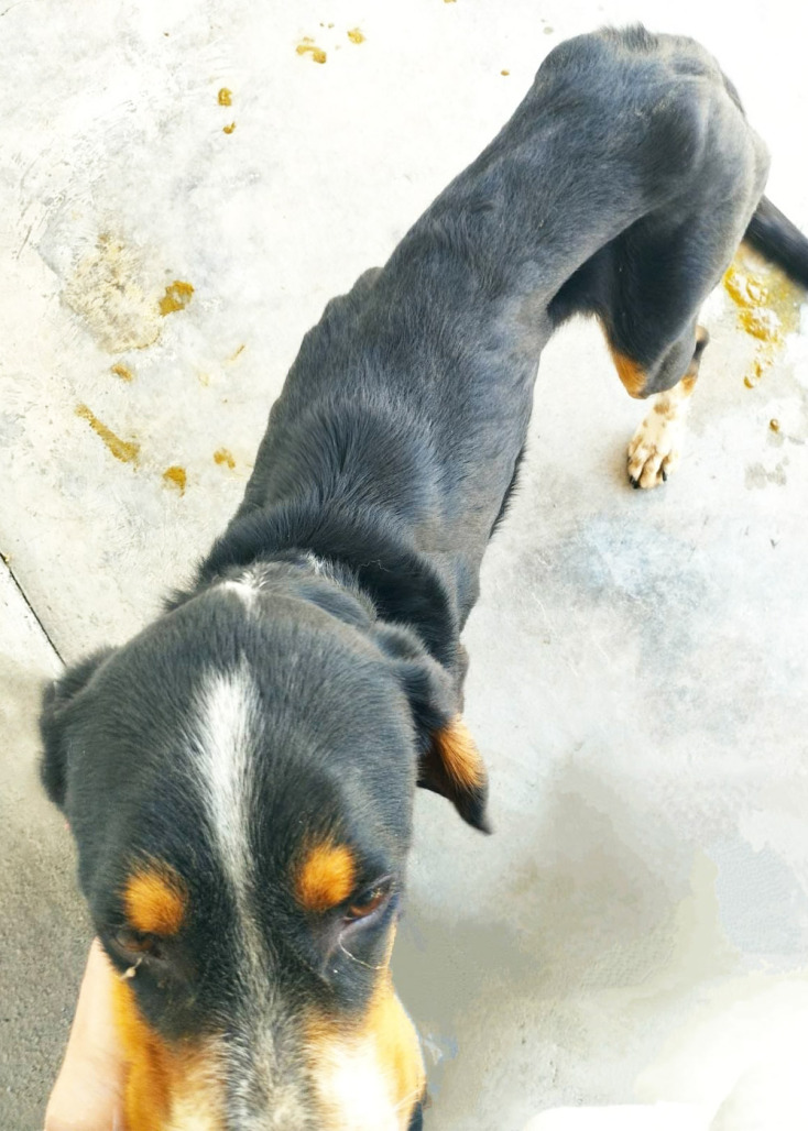 Σκελετωμένα σκυλιά στο κυνοκομείο Τρίπολης